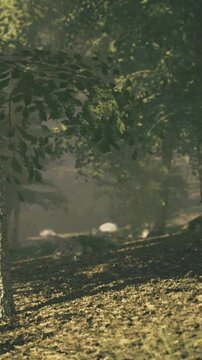 Soft morning light dances among the leaves, illuminating the tranquil forest floor. Gentle whispers of nature create a peaceful atmosphere filled with calm energy and beauty.