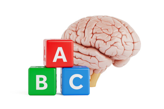 Learning And Cognitive Development Concept. Human Brain With ABC Alphabet Blocks On White Background. 3d Rendering