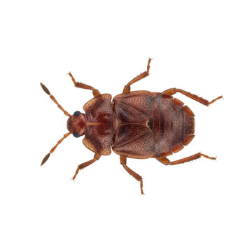 a single brown-red adult bed bug, viewed in extreme macro detail, showing segmented abdomen and chitinous exoskeleton, isolated on a transparent sterile background, concept of pest control and
