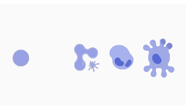 Human B Cell Maturation Process Diagram Showing Immune Response Stages in Flat Medical Vector Style on White Background