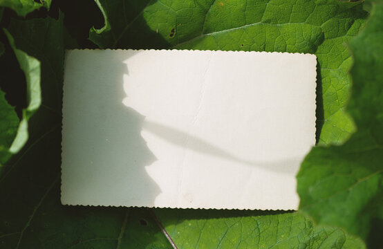 Vintage empty paper lies on green leaves of a plant, creating a rustic and natural background. The weathered sheet blends with botanical foliage