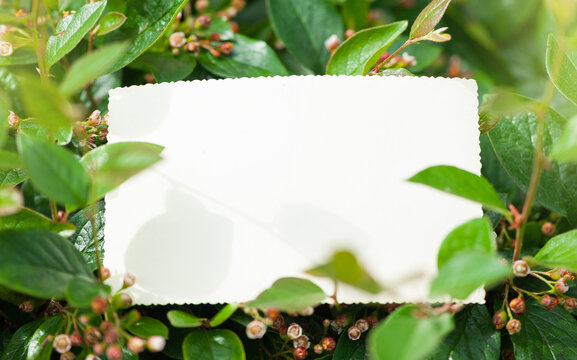 Vintage empty paper lies on green leaves of a plant, creating a rustic and natural background. The weathered sheet blends with botanical foliage