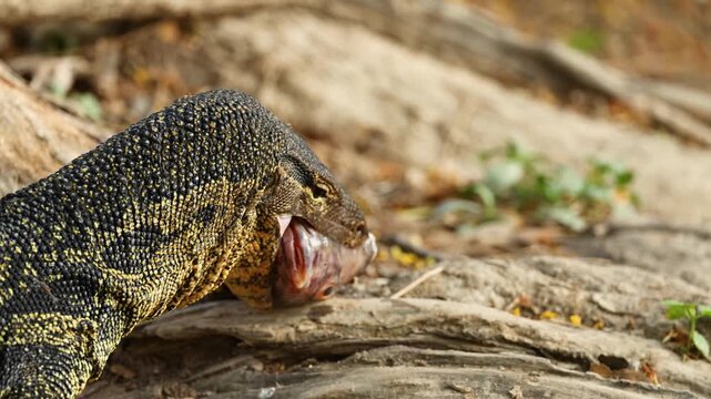 Asian Water Monitor Lizard Eating a Fish in Lumpini Park