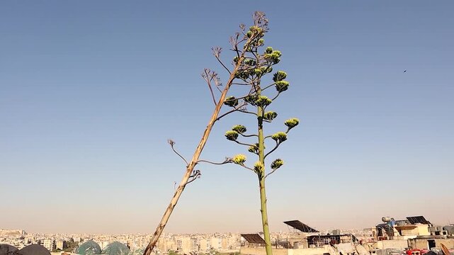 Agave americana, a non native desert succulent often mistaken for cactus, blooming in a dry abandoned Syrian city affected by war, symbolizing survival and adaptation in harsh arid environments.