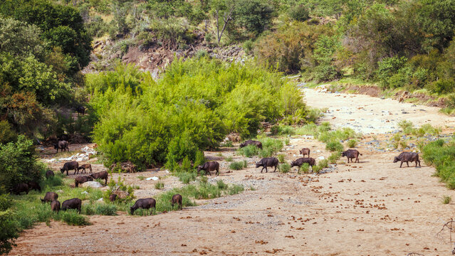 African buffalo herd crossing dry riverbed in Kruger National park, South Africa ; Specie Syncerus caffer family of Bovidae