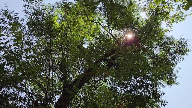 The Neem tree, known as "the village pharmacy," is a staple in Ayurveda. Every part&mdash;leaves, bark, and oil&mdash;offers potent antibacterial & healing properties for skin, immunity, & overall natural health.
