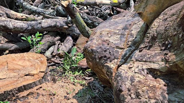 In India, cutting trees on private land is strictly regulated. Unauthorized felling is a crime, punishable by heavy fines and imprisonment. Must obtain official permits to avoid severe legal penalty.