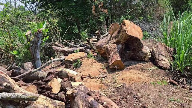 Felled logs and a fresh stump amidst sawdust expose the harsh reality of deforestation. Set beside a sugarcane field, this scene is a stark reminder of the urgent need for global forest conservation.