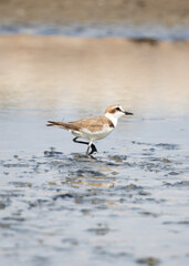 Fototapeta premium Kentish Plover Standing on Bare Ground Near Lake Edge