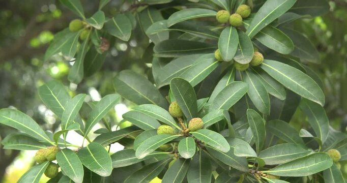 Closeup of a Chinese Bayberry Tree