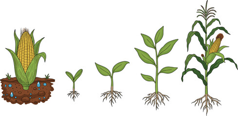 Fototapeta premium Corn plant growth stages vector illustration set featuring seed germination sprout leaves and mature maize stalk for agricultural education and botanical study design