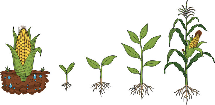 Corn plant growth stages vector illustration set featuring seed germination sprout leaves and mature maize stalk for agricultural education and botanical study design