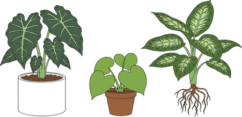 Tropical houseplant vector set featuring Alocasia Philodendron and Dieffenbachia with roots for interior design urban gardening and botanical plant care education © MstRuna