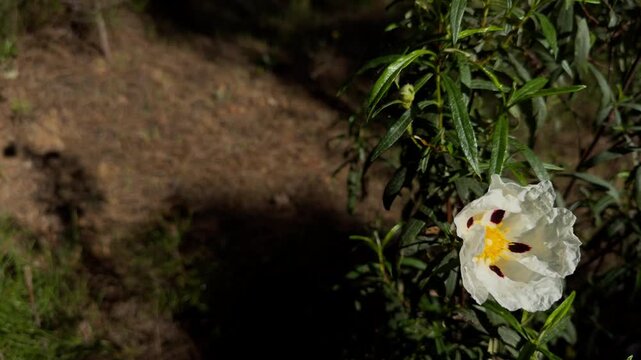 White Wild Flower Swaying Gently in Morning Breeze