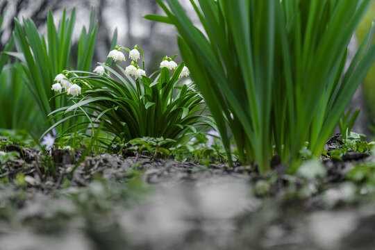View of delicate white flowers bloom amidst vibrant green foliage, pushing through the damp earth in a serene urban garden, Moscow, Moscow, Russia.