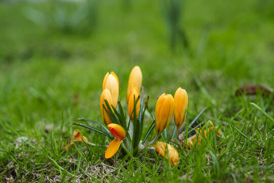 View of vibrant saffron crocus blossoms, bursting with warm yellow hues, emerge from the cool, verdant grass, painting a vivid scene of spring, Moscow, Moscow, Russia.