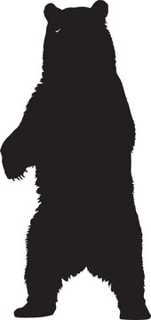 Black bear standing on two legs