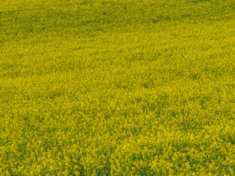 Aerial view of a vibrant golden field of blooming flowers, a dense carpet of rich yellow hues under the spring sky, Wintzenheim-Kochersberg, Grand Est, France.
