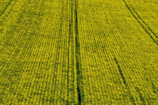 Aerial view of a vibrant yellow field of blossoming crops, displaying intricate parallel textures and subtle tonal variations, Wintzenheim-Kochersberg, Grand Est, France.