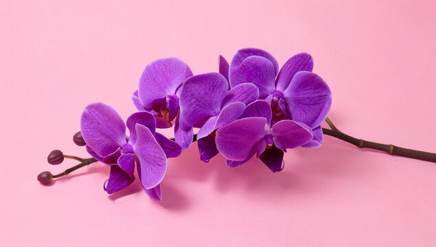 Purple orchid flowers bloom softly against pink background. Delicate petals curve gracefully around central buds. Dark stem supports blossoms with subtle natural texture