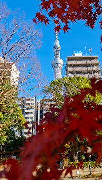 Tokyo Skytree framed by autumn leaves and city trees