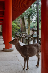 Kasuga Taisha Shrine Vermilion Courtyard and Sacred Red Corridors in Nara Japan