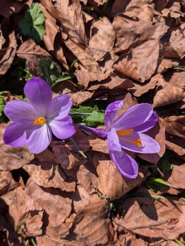   
Due crochi viola in fiore emergono tra foglie secche, creando un contrasto naturale che richiama la rinascita primaverile e i dettagli botanici delicati