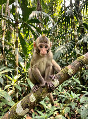 Obraz premium A pair of small, adorable macaque monkeys perched on a mossy branch surrounded by lush foliage.