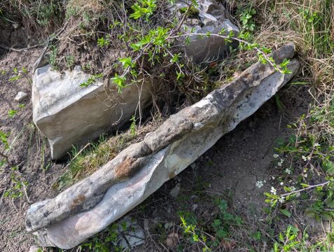   
Frammento roccioso affiorante dal terreno tra erba e piccole piante, ripreso in primo piano in un contesto naturale. Una scena ideale per contenuti dedicati a natura, geologia