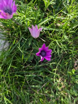 Due piccoli fiori viola e rosa emergono tra l&rsquo;erba verde in una scena macro naturale e luminosa, ideale per contenuti dedicati a primavera, dettagli botanici e flora spontanea