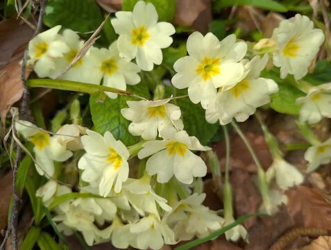 Delicati fiori di primula gialla ripresi in primo piano tra foglie verdi e residui vegetali, simbolo dell&rsquo;arrivo della primavera e della flora spontanea dei boschi