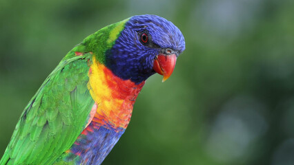 Naklejka premium Close-up Portrait of a Vibrant Rainbow Lorikeet with Colorful Plumage