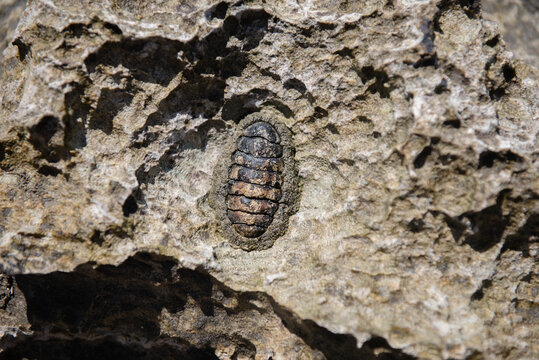 Sea mollusk Heaton on the rock stone