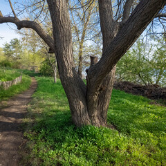 Fototapeta premium Scenic dirt path winds along a riverbank in a lush park on a sunny spring day. Vibrant green grass grows under large trees with thick bark. A wooden bird feeder hangs from a sturdy tree branch.