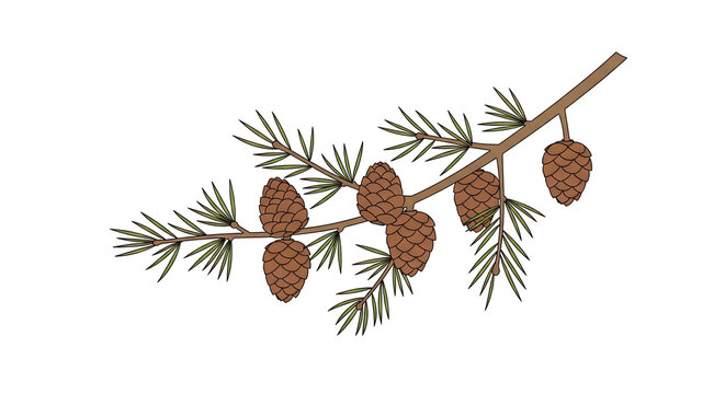 Branch with pinecones and needles, stylized illustration, natural elements, winter foliage, forest detail