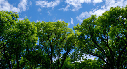 Fototapeta premium Lush Green Tree Canopy Against a Bright Blue Sky with Fluffy White Clouds.