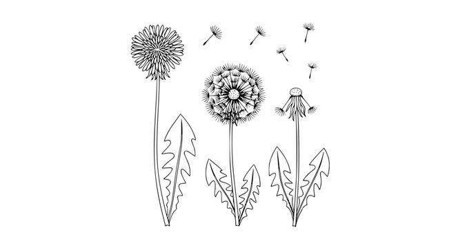 Minimalist dandelion botanical line drawing with seed puff and floating seeds vector illustration