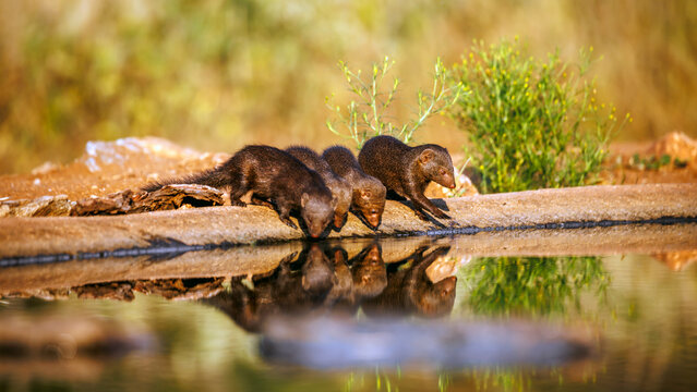 Four Common dwarf mongooses drinking front view in waterhole with reflection in Greater Kruger National park, South Africa ; Specie Helogale parvula family of Herpestidae