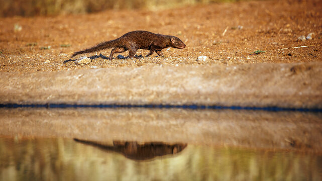 Common dwarf mongoose walking along waterhole with reflection side view in Greater Kruger National park, South Africa ; Specie Helogale parvula family of Herpestidae