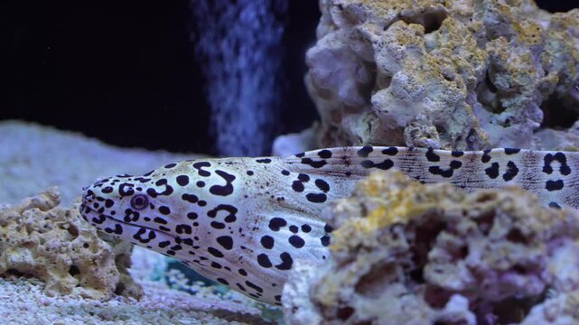 Honeycomb moray eel swimming in an aquarium