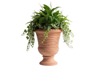 Fototapeta premium Green potted plant in a terracotta vase
