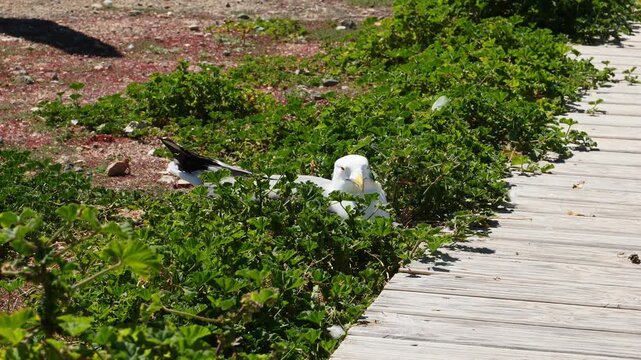 Seagull incubating an egg next to a boardwalk on the beach of Tabarca Island, Spain, in slow motion x0,5