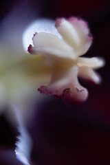 blüte stempel makro nah © fotorena.de