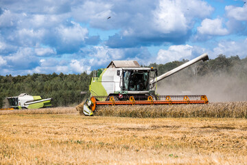 Fototapeta premium Agricultural industry. A combine harvester picks up golden ears of ripe wheat. The concept of planting and harvesting a bountiful harvest. Agricultural machinery.