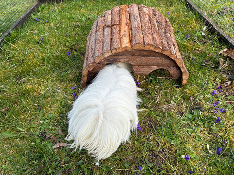 meerschweinchen tier natur nager peruaner