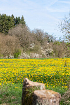 The Nature around Bitburg in the german Eifel - Yellow Fields