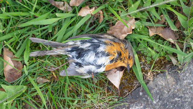 Nature - Corpse of a Dead Robin - Memento Mori with Birds - Victim of a free running Cat
