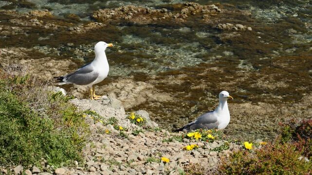 Pair of seagulls on the shore of a quiet rocky beach, slow motion x0,5. Tabarca island, Spain.