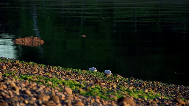 Static tripod shot of two juvenile Brown-hooded gulls (Gaviota de C&aacute;huil) searching for food among seaweed at low tide during a golden sunset.