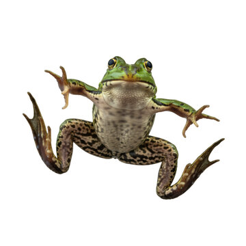 dynamic, ultra realistic emerald green marsh frog captured mid-leap, slick glistening skin and widely spread webbed feet sharply isolated against a shadowless gray studio background, biological